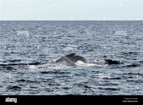 Blue whale filter feeding, Sea of Cortez, Baja, Mexico Stock Photo - Alamy