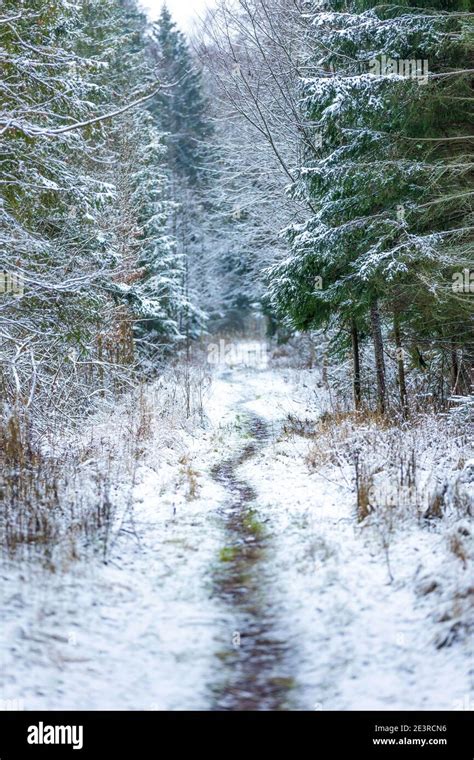 Bialowieza forest hi-res stock photography and images - Alamy