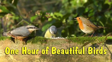 Beautiful Birds Singing & Chirping in The Forest - Bird Song & Nature Sounds - YouTube