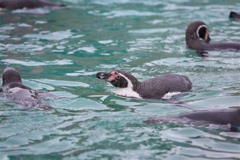 Penguins Swimming at the Zoo Stock Photo - Image of wild, pond: 136226376