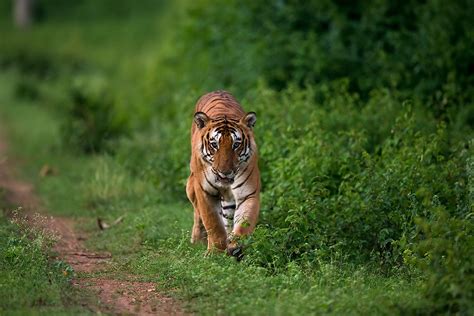 Tiger sighting at Bandipur National park. Image courtesy- Sudhir ...