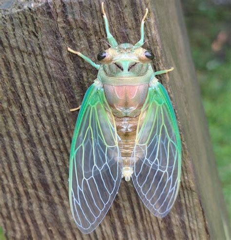 Cicadas are both fascinating and complex in their looks, their variety (more than 3,300 species ...