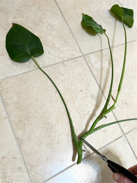 How to Propagate Monstera in Water: 3 Easy Steps (w/ photos)