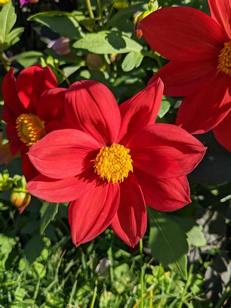 More Dahlias in Bloom at My Farm - The Martha Stewart Blog