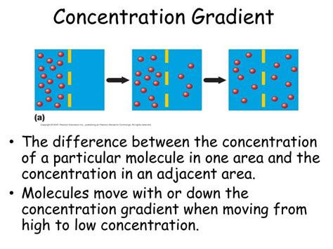 PPT - PASSIVE TRANSPORT PowerPoint Presentation - ID:2528206