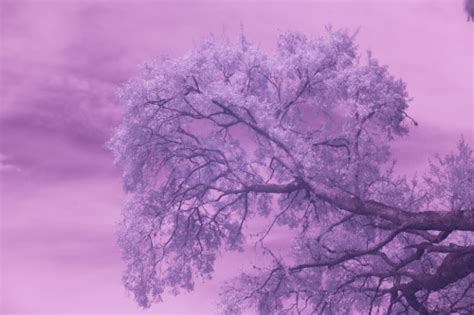 Oak tree throughout the visible and invisible spectrum of light. UV through IR and combined sp ...