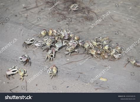 Fiddler Crabs Most Common Crab Salt Stock Photo 2220318135 | Shutterstock