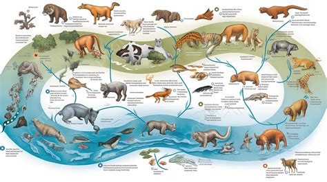 Evolusi Hewan Diilustrasikan Oleh Diagram Ini, Gambar Rantai Makanan Latar Belakang untuk ...