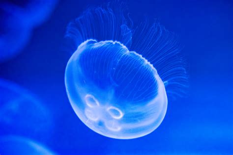 Moon Jelly (Aurelia aurita) of Sumida Aquarium in Tokyo Sky Tree Town : ミズクラゲ（すみだ水族館） - a photo ...