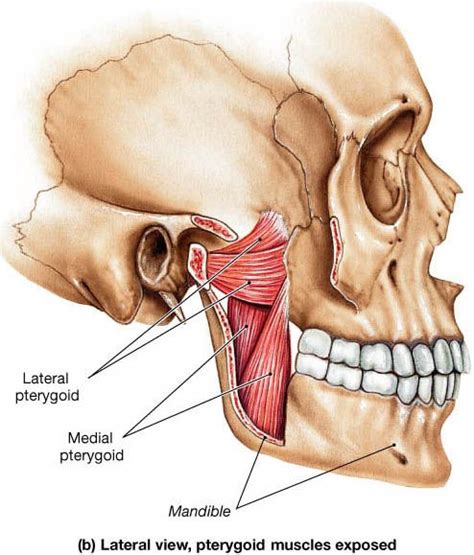 Muscle Identification | Muscle anatomy, Human muscle anatomy, Human body anatomy