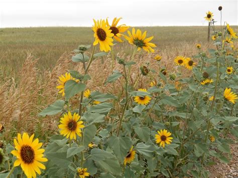 Wild Sunflower Seeds 500 Or 1,000 Seeds #WildSunflower | Wild sunflower, Wild sunflowers, Kansas ...