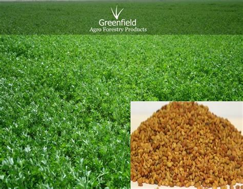 Alfalfa ( Lucerne ), Grass Seeds ( Medicago Sativa ) at Best Price in ...