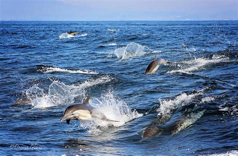 Long Beaked Common Dolphin Pod Photograph by Deana Glenz