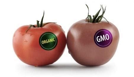 Organic vs GMO crops in South Africa | George Herald