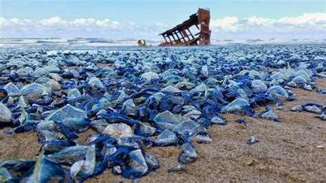 Purple Sailor Jellyfish (Velella velalla) ~ Death, where is your Sting?