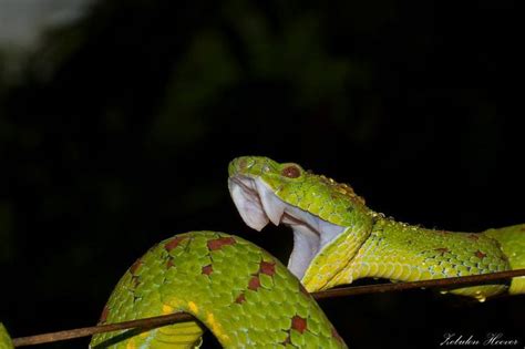 Philippine pit viper - Trimeresurus flavomaculatus - Venomous | Pit viper, Snake charmer, Animals