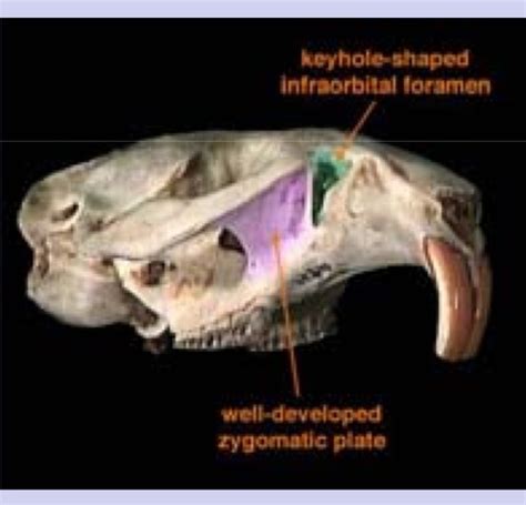 Infraorbital Canal