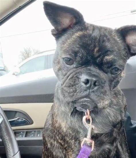 Woman bought $1,000 purebred Frenchie online but got different dog | US | News | Express.co.uk