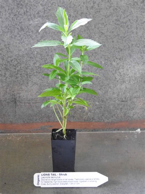 Lions Tail plant | Leonotis leonurus - All Rare Herbs