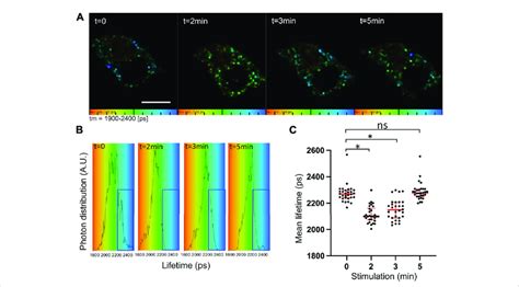 Increased V0a1-ARNO interaction after chromaffin cell stimulation.... | Download Scientific Diagram