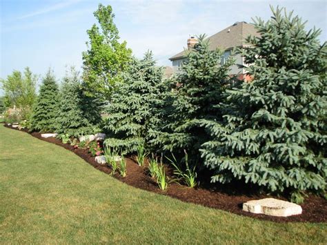 28 best Landscaping with Arborvitae images on Pinterest