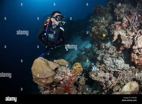 Male scuba diver swim near coral reef Stock Photo - Alamy