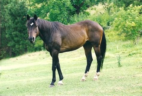 Seal Bay | Horses, Horse boarding, Brown horse