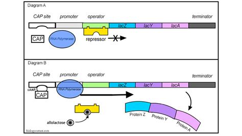 Gene Regulation in Prokaryotes – Lac Operon