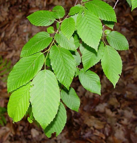 Carpinus caroliniana (American hornbeam): Go Botany