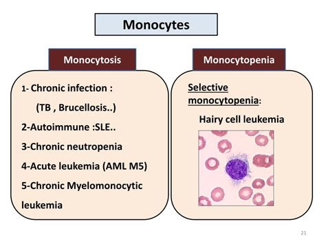 PPT - White Blood Cells PowerPoint Presentation, free download - ID:5705042