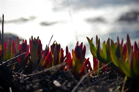 Coastal Plants Photograph by Zack Richter | Fine Art America