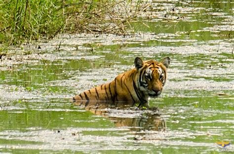 Wildlife in the Himalayas You Might See - Inside Himalayas