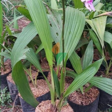 Jual Bibit Bunga Anggrek Tanah | Agro Bibit ID