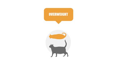 A Guide To The Healthy Cat Weight Chart By Age | Cute Kitten