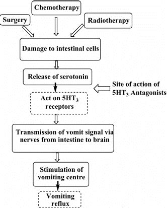 Mechanism and site of action of 5-HT3 receptor antagonists | Download ...