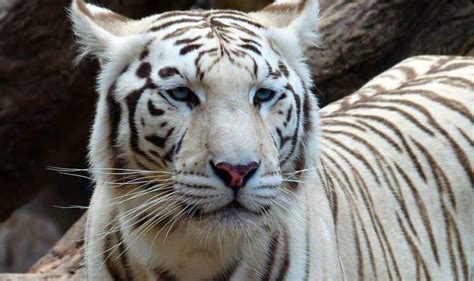 The White Bengal Tiger - Project Endangered Tigers