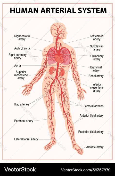 Human Arterial System Diagram