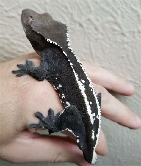 Omg I love it!!! I love black and white geckos!!! Hopefully my next one will be black, white, or ...