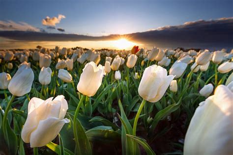 White Tulips, Tulips, Flowers, Holland, Sunset, Field, HD wallpaper ...