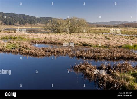 Humboldt Bay National Wildlife Refuge, lagoons and wetland areas ...