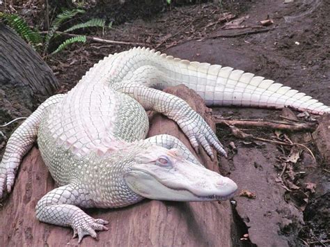 20 interesting facts about albino animals | by The b | The b | Medium