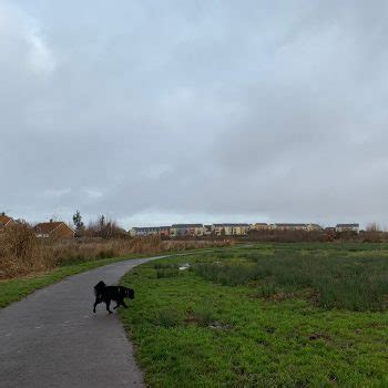 Portbury Wharf Nature Reserve - Bristol dog walk - Bristol Barkers