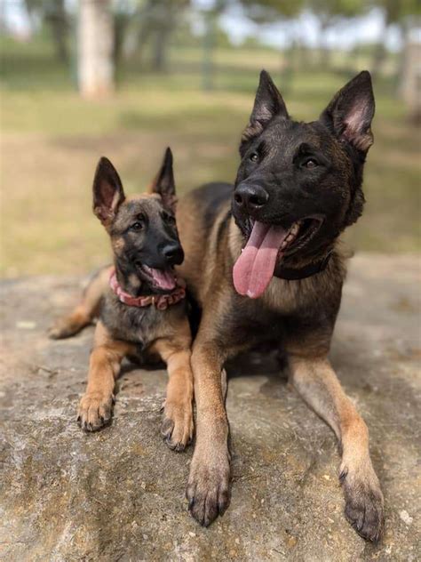 Shepinois (German Shepherd x Belgian Malinois)