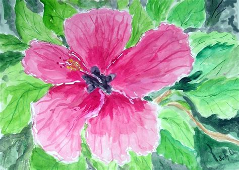 PINK HIBISCUS Watercolor by Judy Underwood Underwood, Hibiscus, Paintings, Watercolor, Pink, Art ...