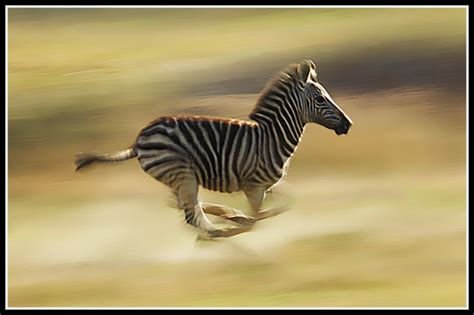 zebra running by 33333 / 500px