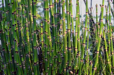 Horsetail‌ ‌Plant:‌ ‌An‌ ‌Eco-Friendly‌ ‌Way‌ ‌to‌ ‌Add‌ ‌Beauty‌ ‌and ...