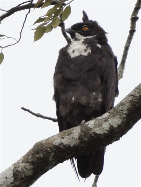 Birds of Sarawak: Bat Hawk (Macheiramphus alcinus alcinus)