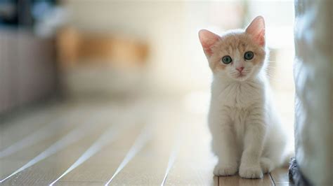 White Cat Kitten Is Sitting On Floor Near White Wall HD Kitten Wallpapers | HD Wallpapers | ID ...