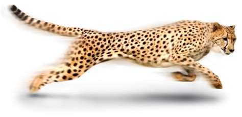 Cheetah PNG Transparent Images | PNG All