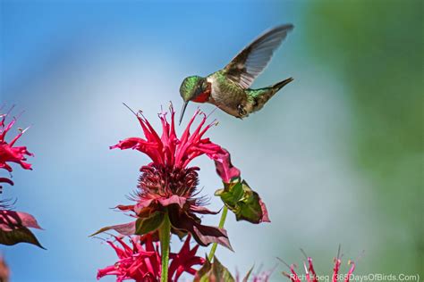 Bee Balm and Lightning! - 365 Days of Birds